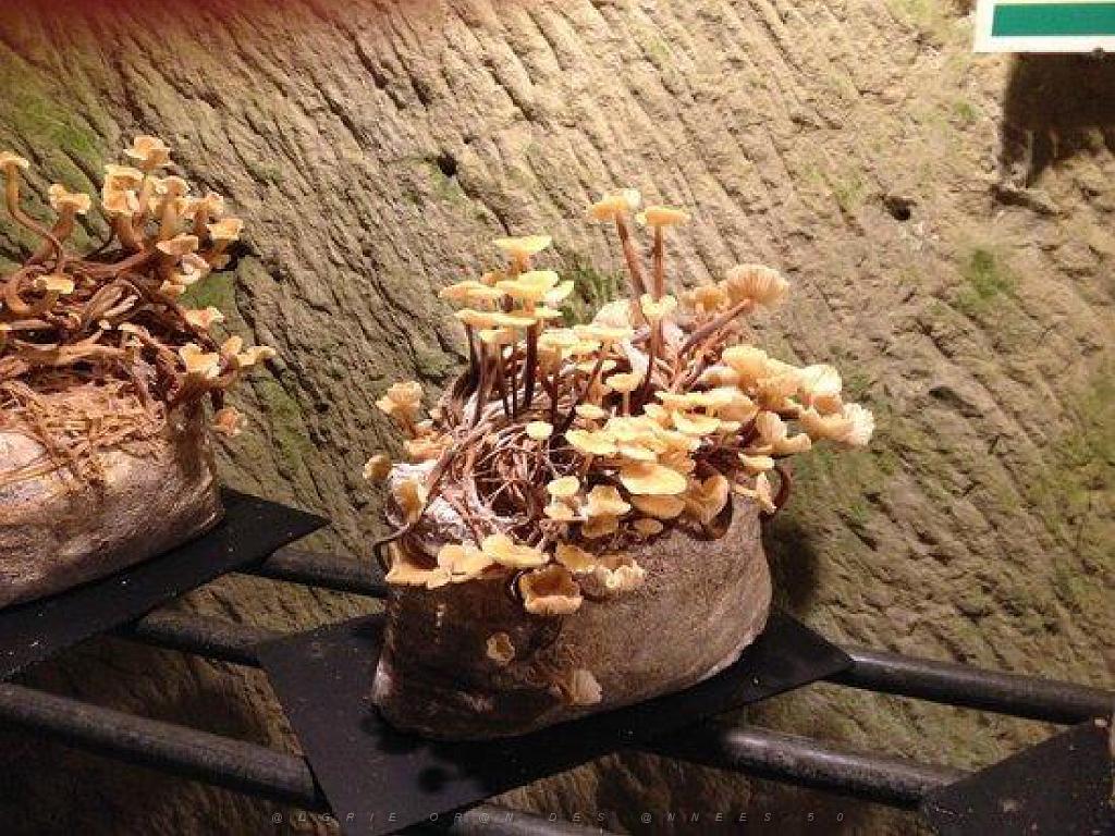 149 MUSEE DU CHAMPIGNON A  SAUMUR 2016 2_000009.jpg